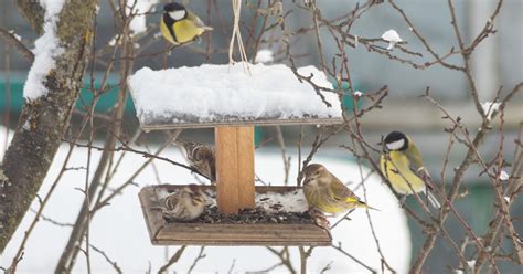 庭 鳥|庭に野鳥を呼ぼう！！